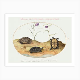 Three Turtles And Two Fritillaria (1575–1580), Joris Hoefnagel Art Print