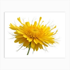 Dandelion Flower With White Seeds Blooming Nature Art Print