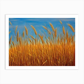 Wheat Field By Person Art Print