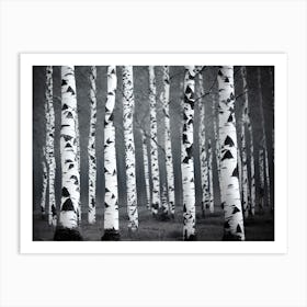 Birch Trees 70 Art Print