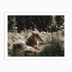 Sun Bathing Coyote Art Print