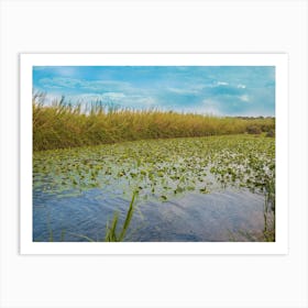 Water Lily Pool 3 Art Print