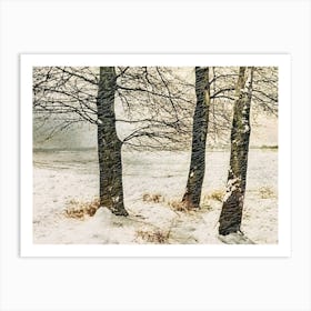 Three Birch Trees In Snow Art Print