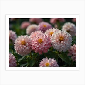 Dahlias 1 Art Print