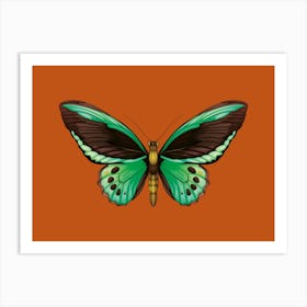 Green Butterfly Art Print