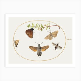 Hawk Moth, Butterflies, And Other Insects Around A Snowberry Sprig (1575–1580), Joris Hoefnagel Art Print