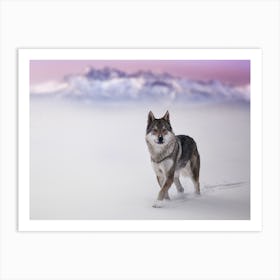 Snow Wolf Art Print