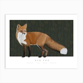 Fox Illustration Art Print