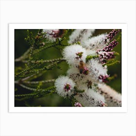 White Bottle Brush Flower 1 Art Print