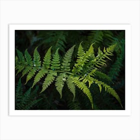 fern leaf 3 Art Print