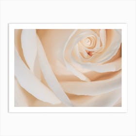 White Rose Art Print