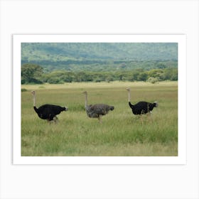 Ostriches Art Print