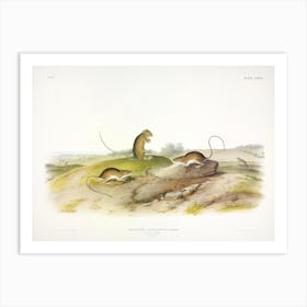 Jumping Mouse, John James Audubon Art Print