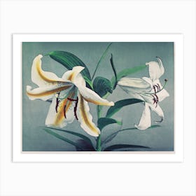 Lily, Hand Colored Collotype From Some Japanese Flowers (1897), Kazumasa Ogawa Art Print