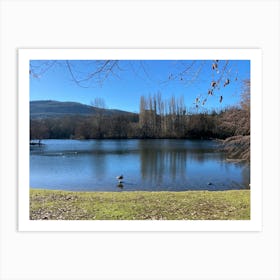 Ducks In A Lake Art Print