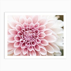 Light Pink Dahlia Flower Art Print