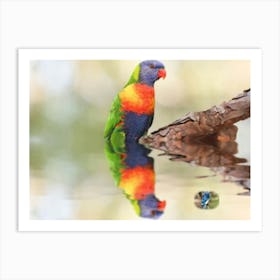 Rainbow Lorikeet Art Print