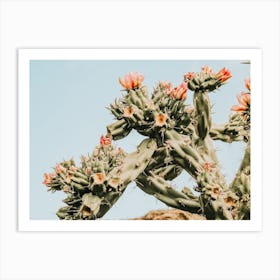 Pink Flower Cactus Art Print