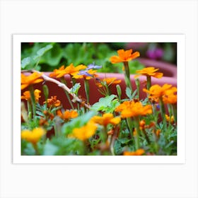 Group Of Orange Flowers With A Green Stem In The Garden Art Print