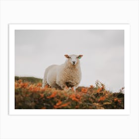 Sheep In Fall Foliage Art Print
