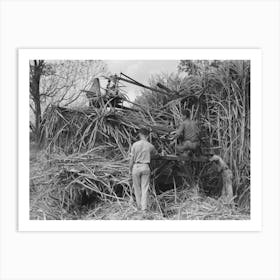 Wurtele Sugarcane Harvester Bogged Down And Out Of Temporary Running Condition, Mix, Louisiana By Russell Lee Affiche