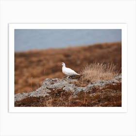 White Ptarmigan Art Print