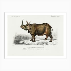 Indian Rhinoceros (Rhinoceros Unicornis), Charles Dessalines D'Orbigny Art Print