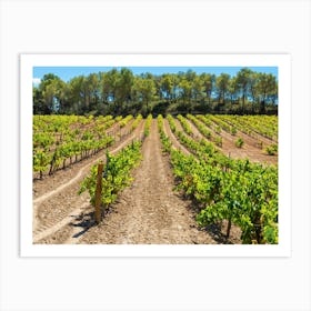 Vineyards In Catalonia 2023083112457pubpub Art Print