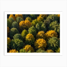 Autumn Trees In The Forest Art Print