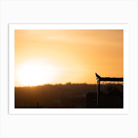 Pigeon Sunrise Golden Hour Morocco     Art Print