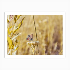 Butterfly On Dried Plant Art Print