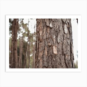 Tree Bark Art Print