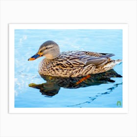 Mallard Duck 20220101 134ppub Art Print