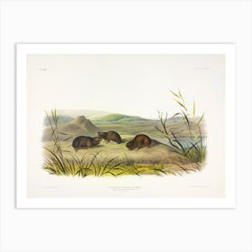 Northern Meadow Mouse, John James Audubon Art Print