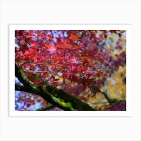 Red maple leaves in autumn Art Print