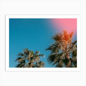 Palm Trees In The Sun Art Print