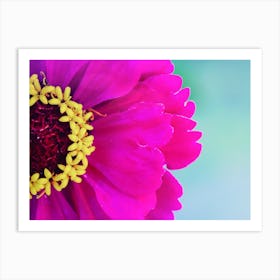 Zinnia Flower Art Print