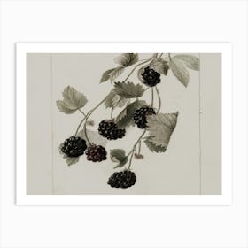 Blackberries On A Branch Art Print