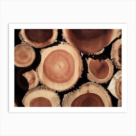 Warm Log Cross Section Art Print