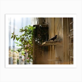 Pigeon Shelters In The Shade Art Print