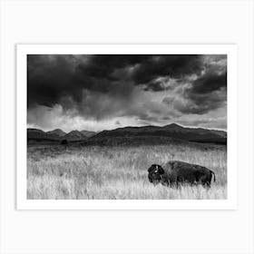 Colorado Bison Art Print