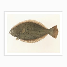 Vintage Flounder Art Print