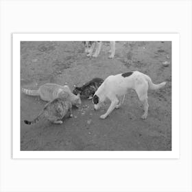 Dogs And Cats Eating Together, Farm Scene Near Weslaco, Texas By Russell Lee Art Print