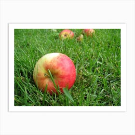 Red Apples In The Grass Art Print