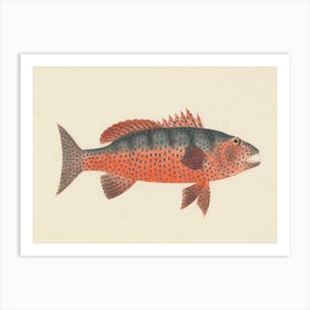 Unidentified Fish, Luigi Balugani 8 Art Print