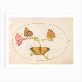 Three Butterflies on a Four O' Clock Flower (c. 1575-1580), Joris Hoefnagel Art Print