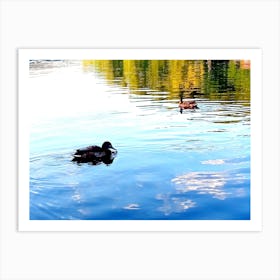 Ducks In The Water Art Print