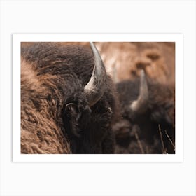 Bison Textures Art Print