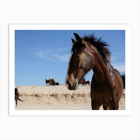 Beach Horses In Baja  Art Print