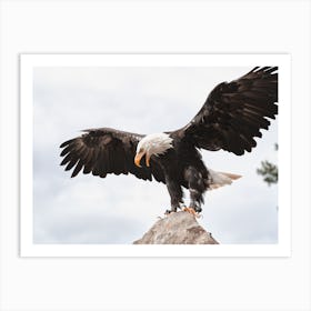 Bald Eagle Wings Art Print